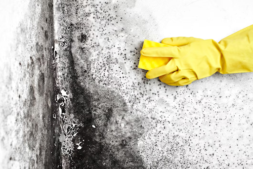 How to Clean Black Mould and Protect Your Property From Ongoing Damage (2)