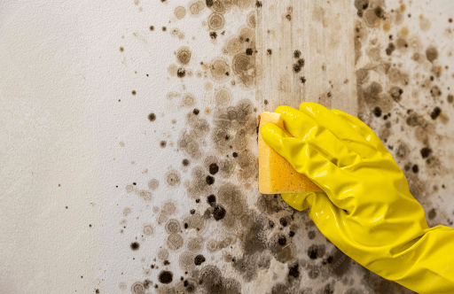 mould cleaning