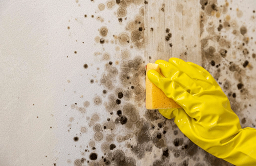 mould cleaning